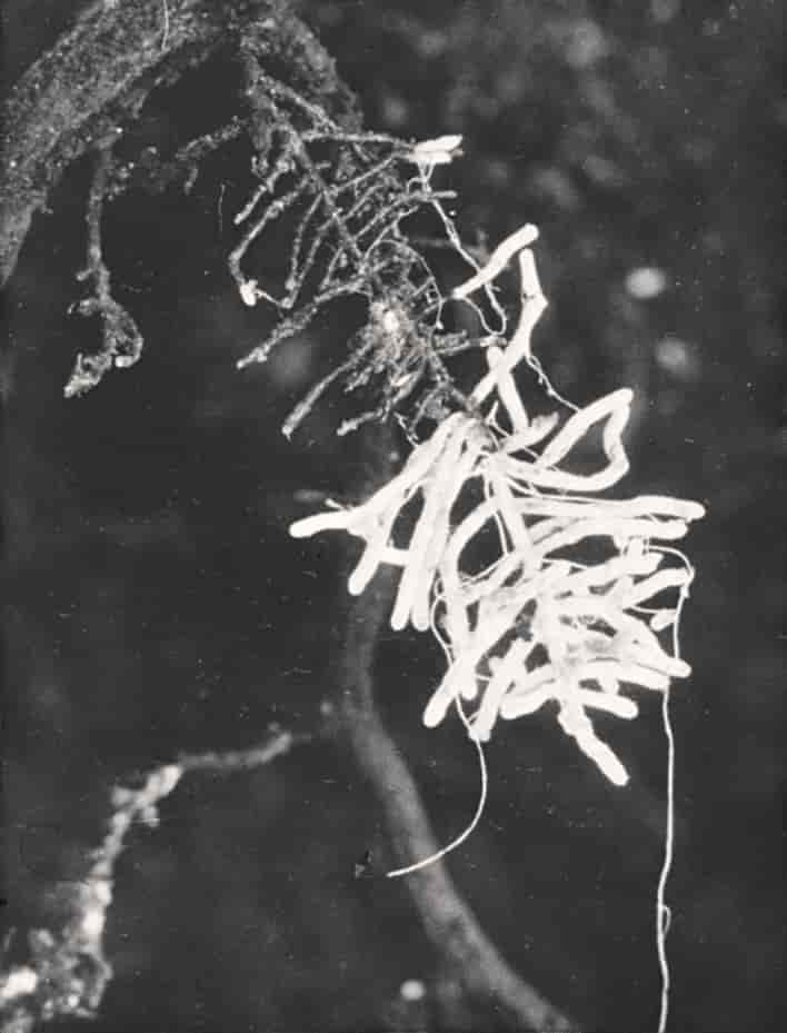 Mykorrhiza (foto)