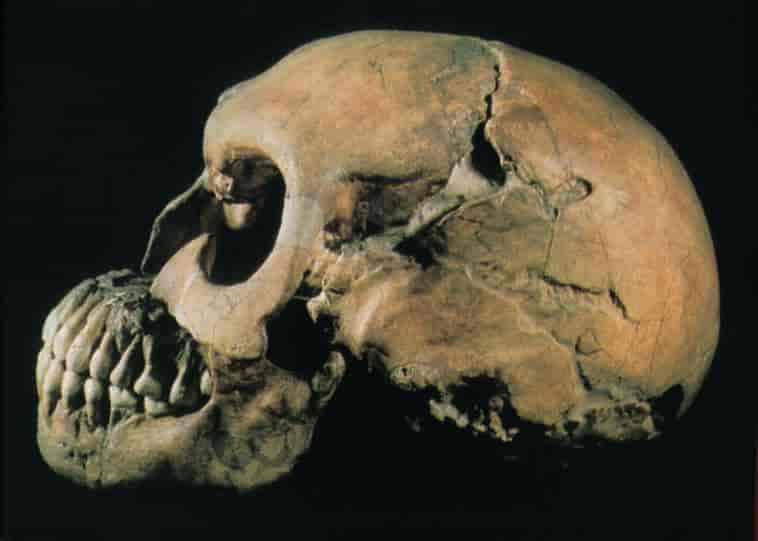Neandertalmennesket (foto, kranium)