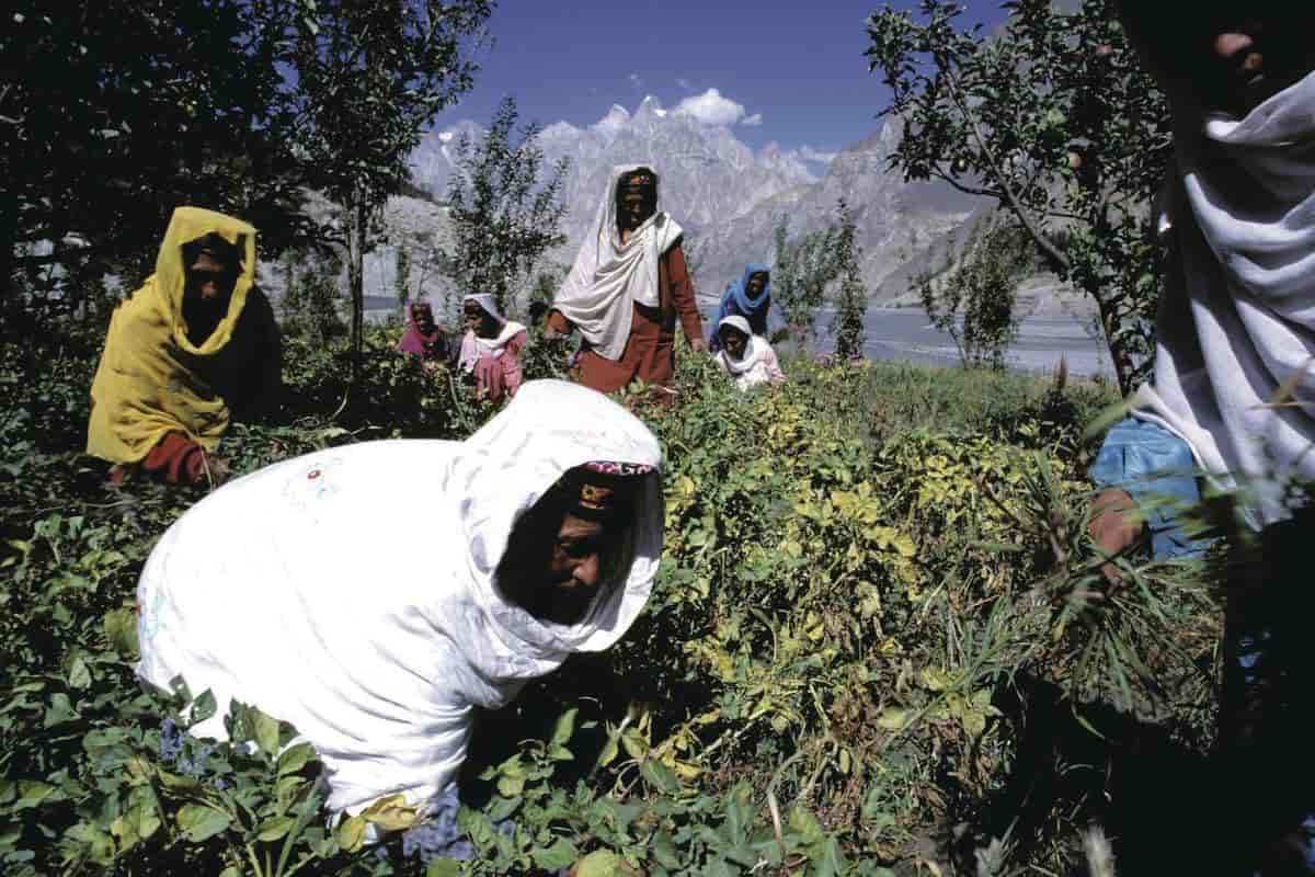 Pakistan (Jordbruk, skogbruk) (kvinner på marken)