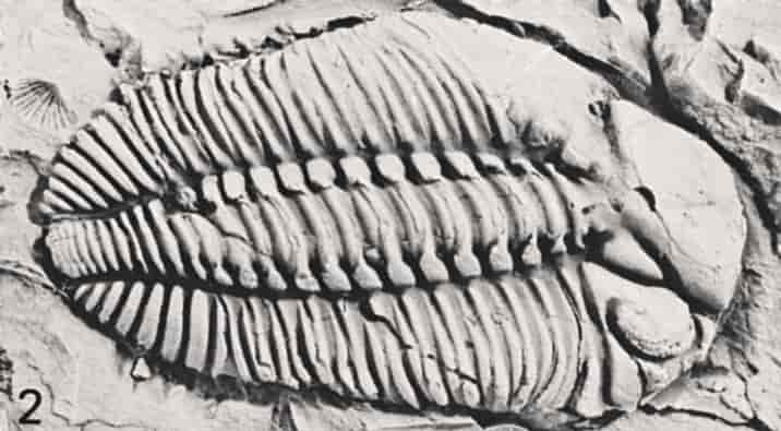 Paleontologi (trilobitt)