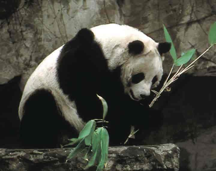 panda (bambusbjørn)
