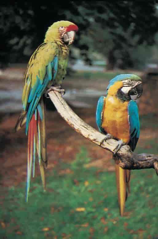 Papegøyer (soldat-og blåara)