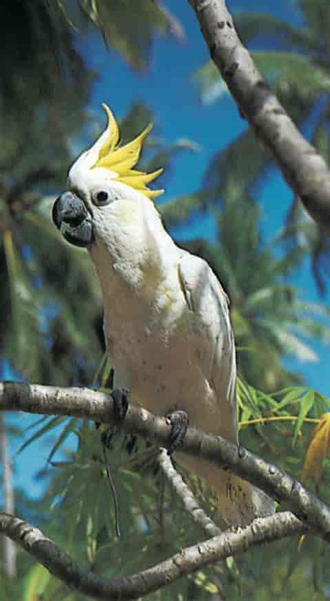 Papegøyer (dverggultopp-kakadue)