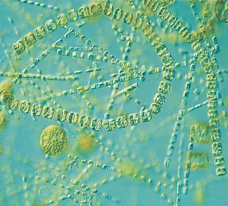 Planteplankton (foto)