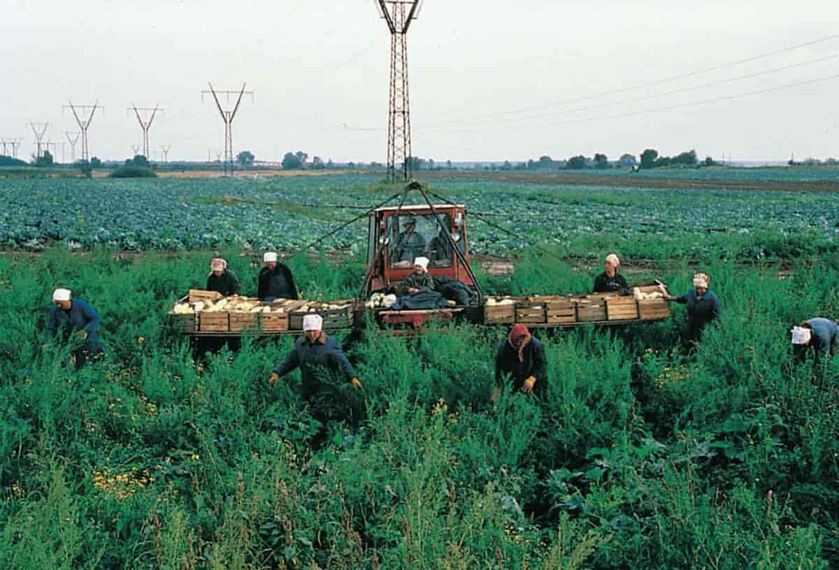 Russland, jordbruk