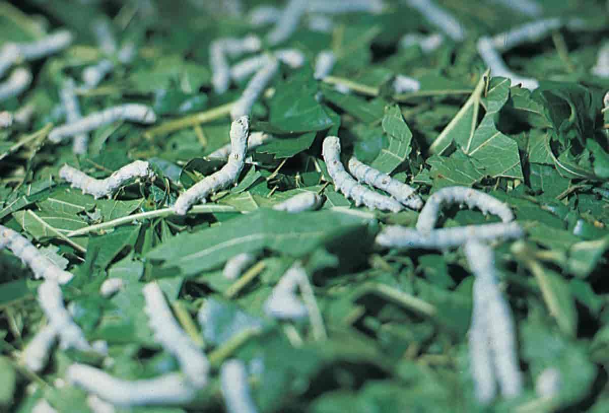 Silkespinner (foto, larver)