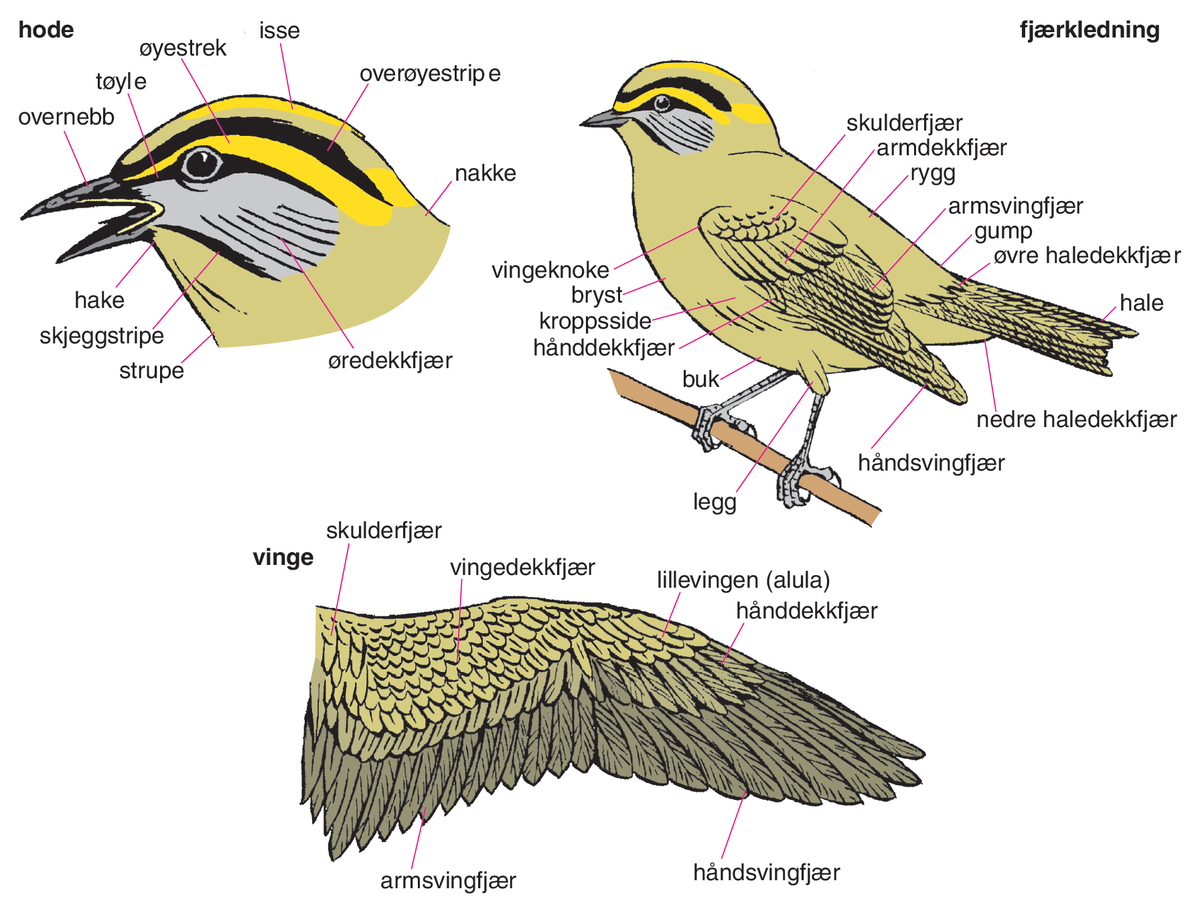 Fugler (tegning, hode, kropp, vinge)