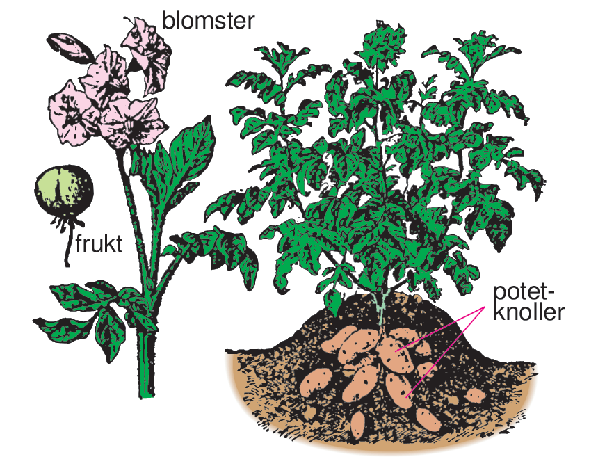Potetplanten