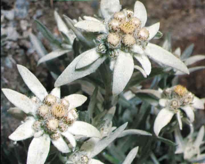 Alpene (edelweiss)