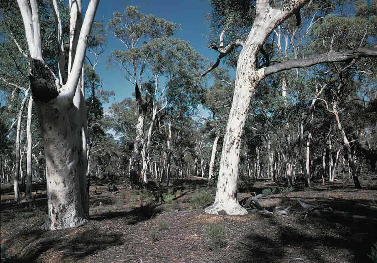 Australia, eucalyptustrær