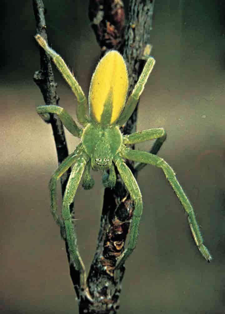 Edderkopper (foto, Micrommata virescens)