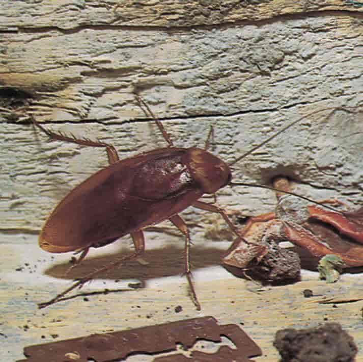 Kakerlakker (amerikansk)