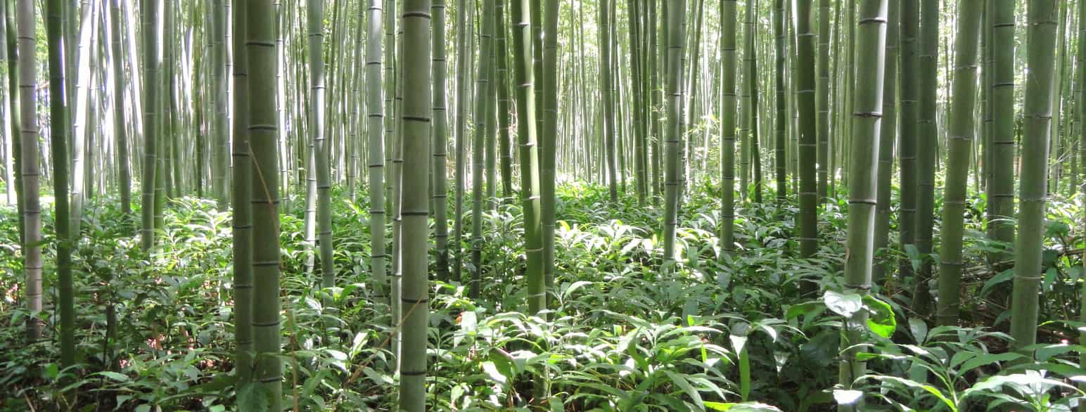 Bambusskog nær Kyoto