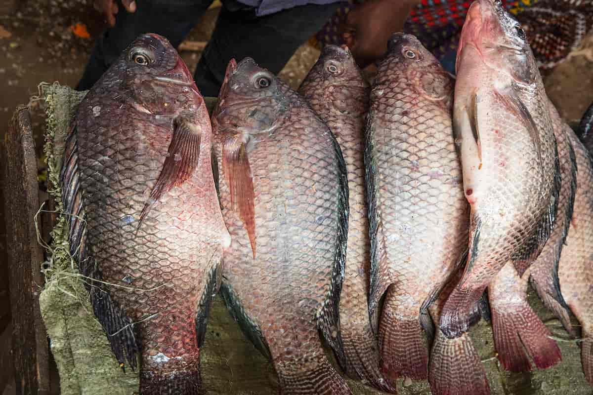 Tilapia som matfisk, Tanzania