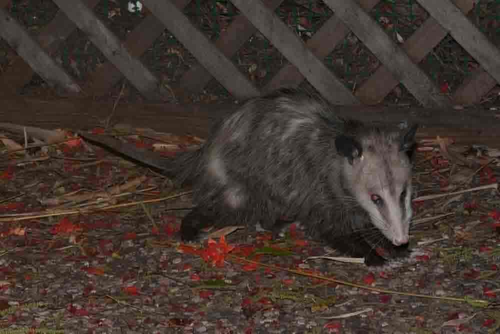 Opossum i Texas