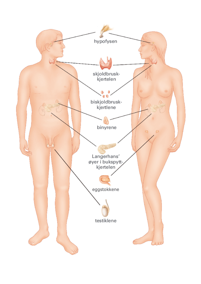 Illustrasjon som viser en mann og en kvinne med viktige hormonkjertler: hypofysen, skjoldbruskkjertelen, biskjoldbruskkjerlene, binyrene, Langerhans' øyer i bukspyttkjertelen, eggstokkene og testiklene.