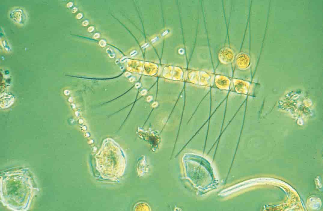 Alger (kiselalger og dinoflagellater)