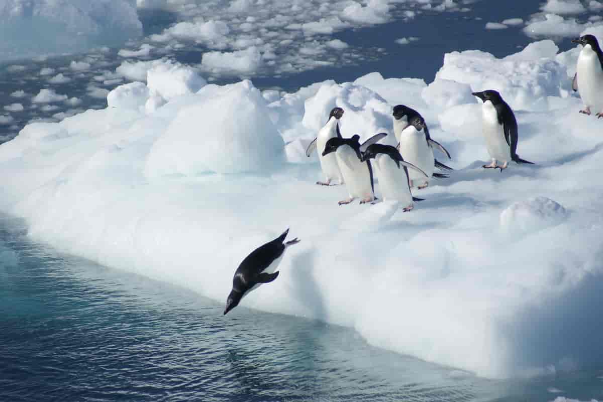 Adeliepingviner på isen.