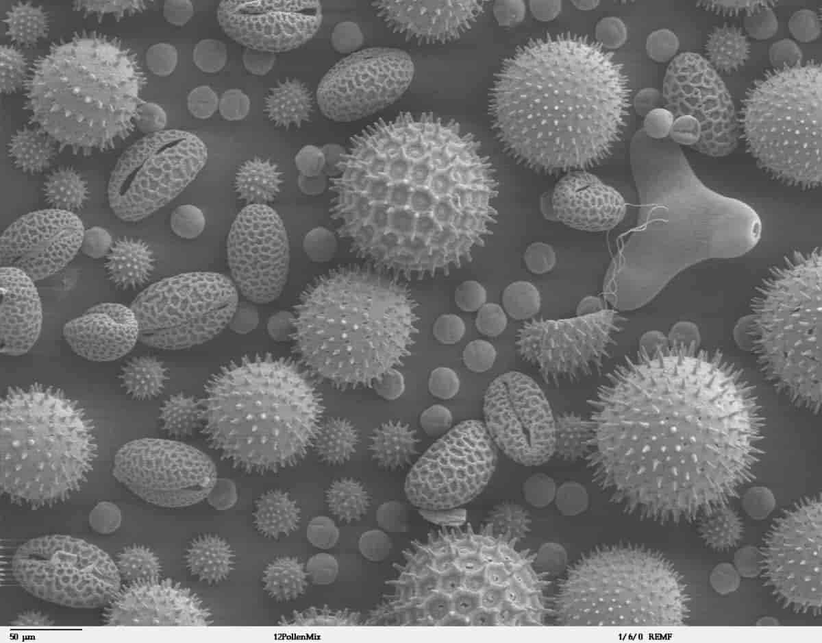 Pollen i elektronmikroskop