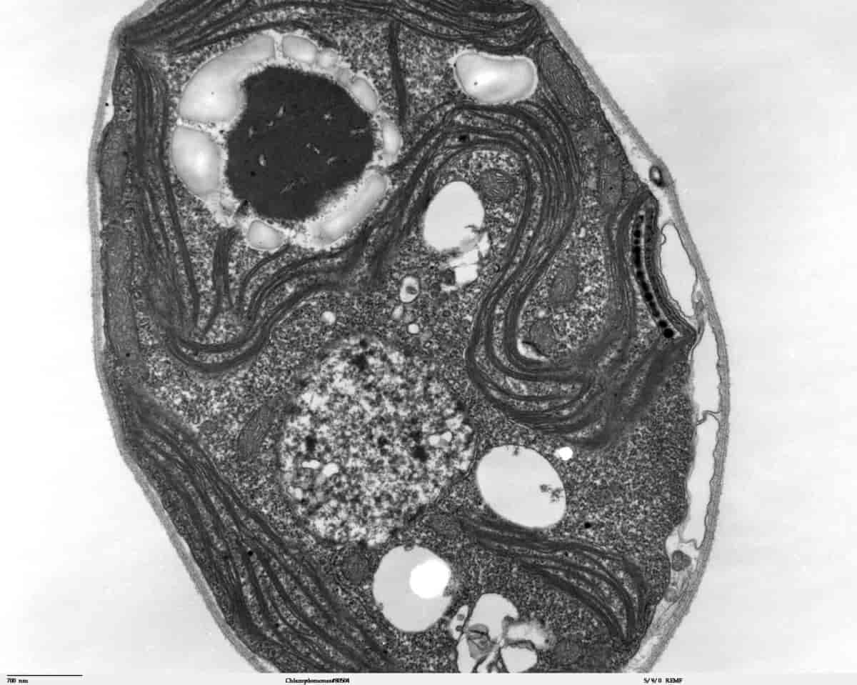 Transmisjonselektronmikroskopbilde av en alge.