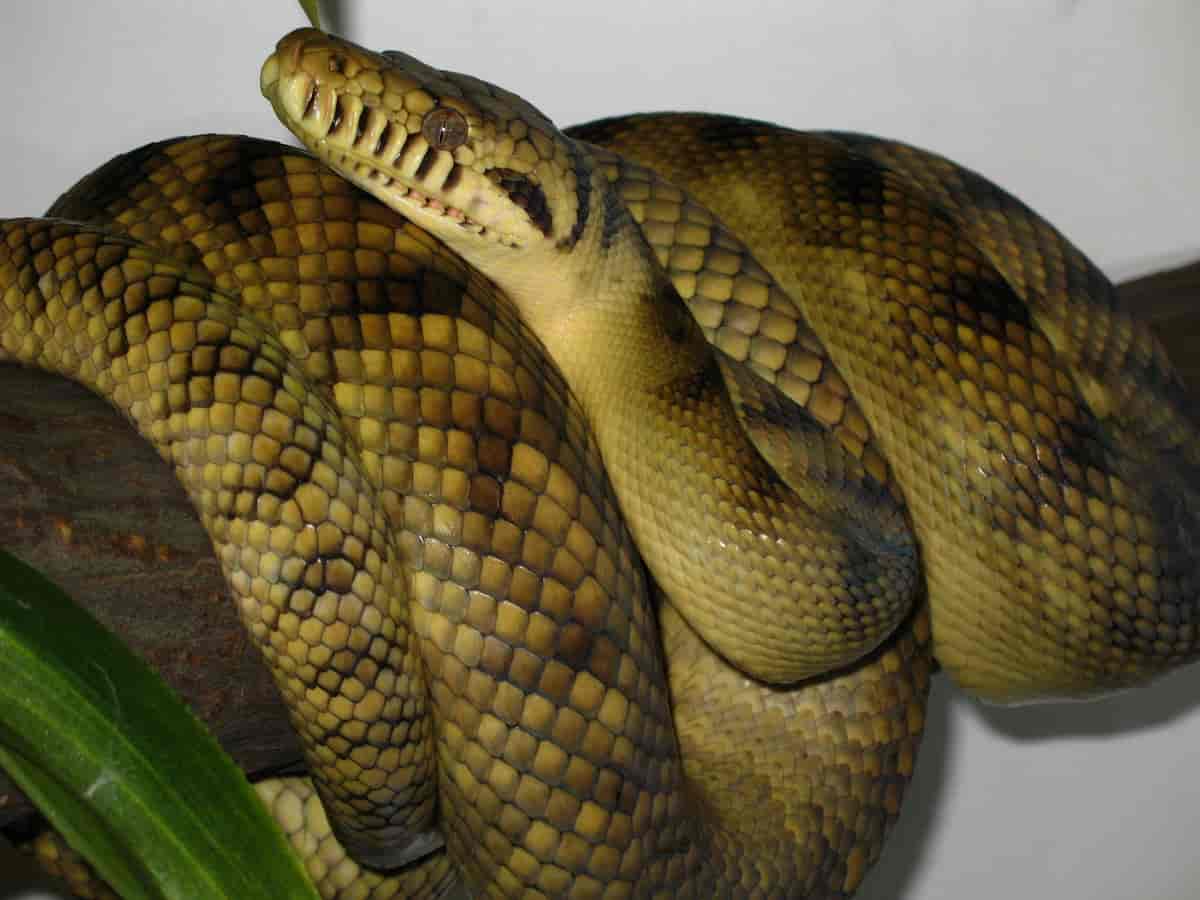 High-Yellow Sorong Amethystine Scrub Python