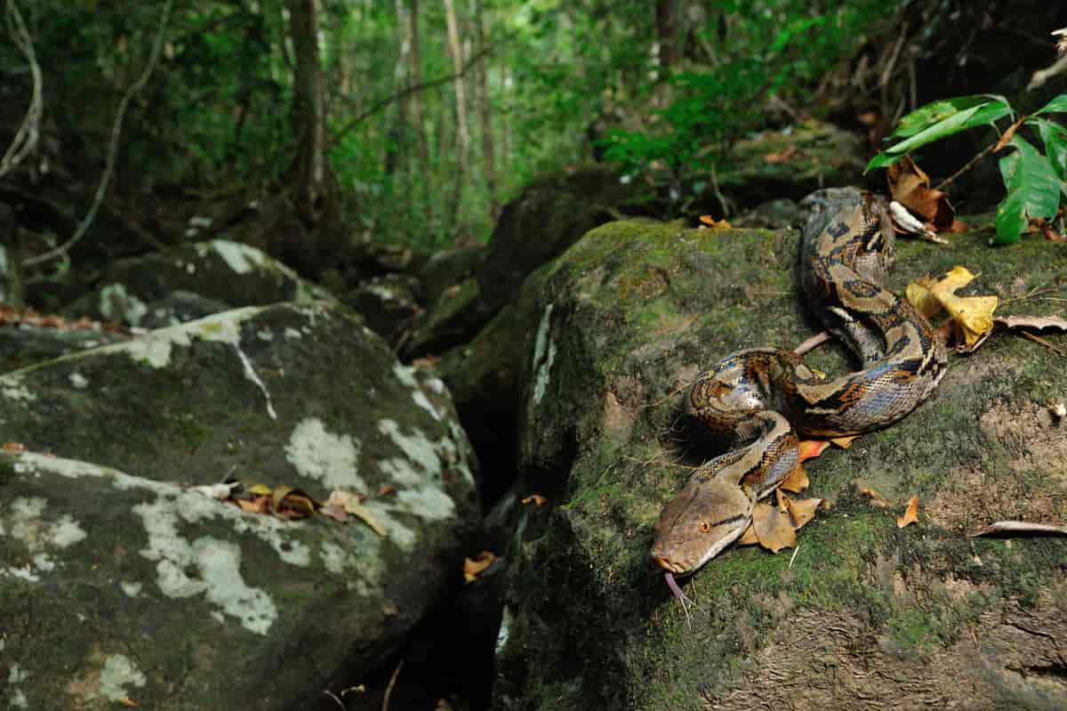 Reticulated Python in Khao Yai national park
