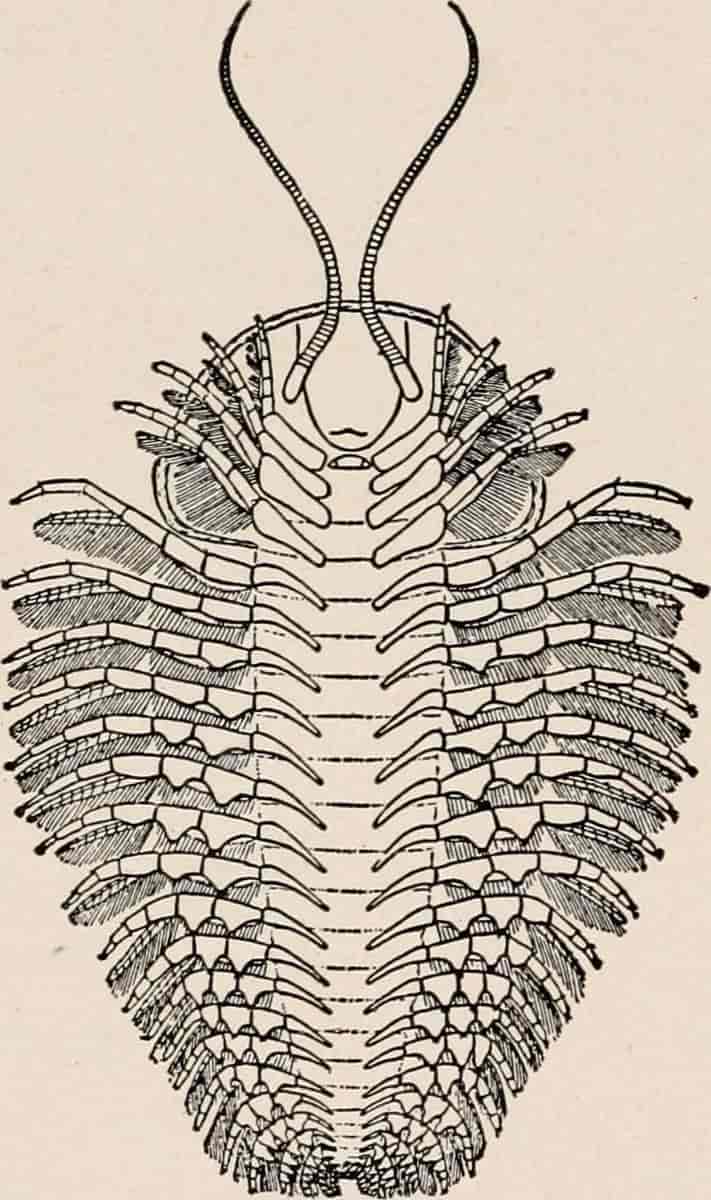 Trilobitt underside