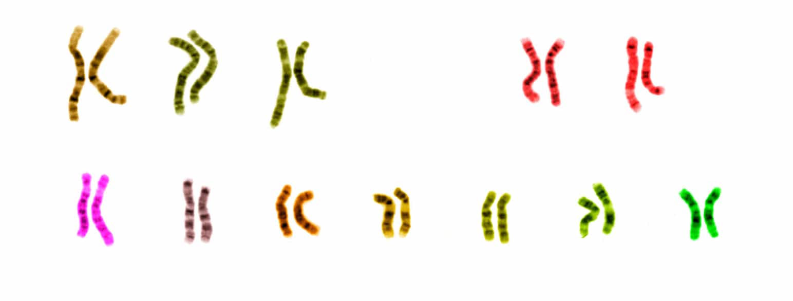 Fargelagte menneskelige kromosompar