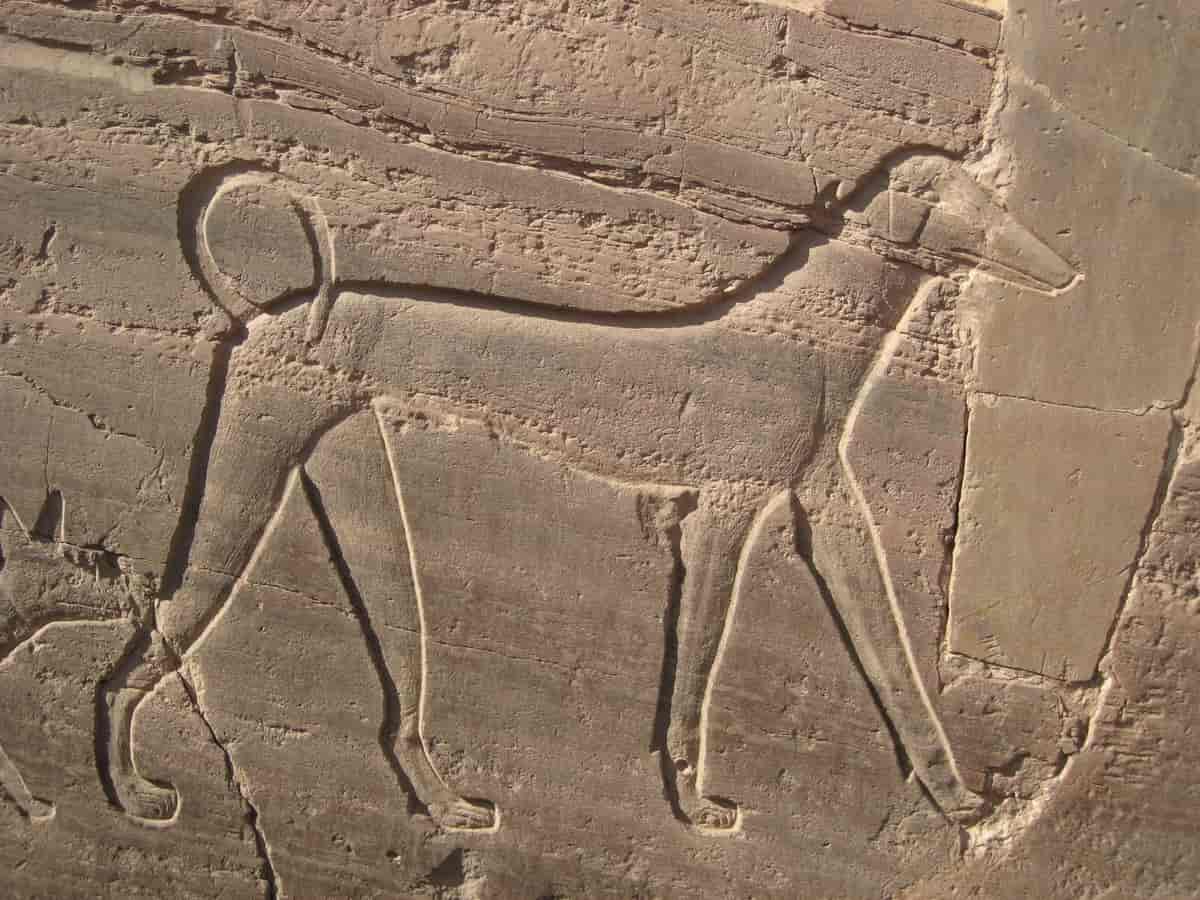 Faraohund