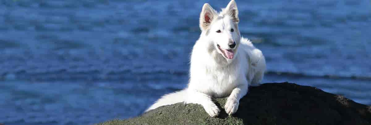 Hvit gjeterhund