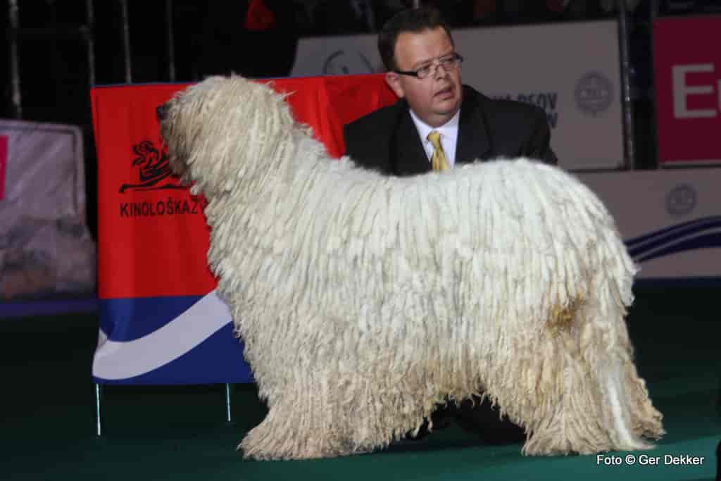 Hairy big dog breeds
