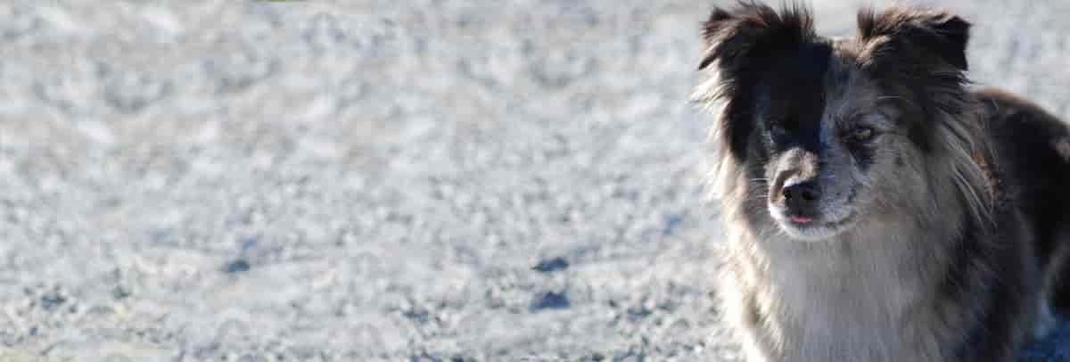 Pyreneisk gjeterhund med korthåret hode