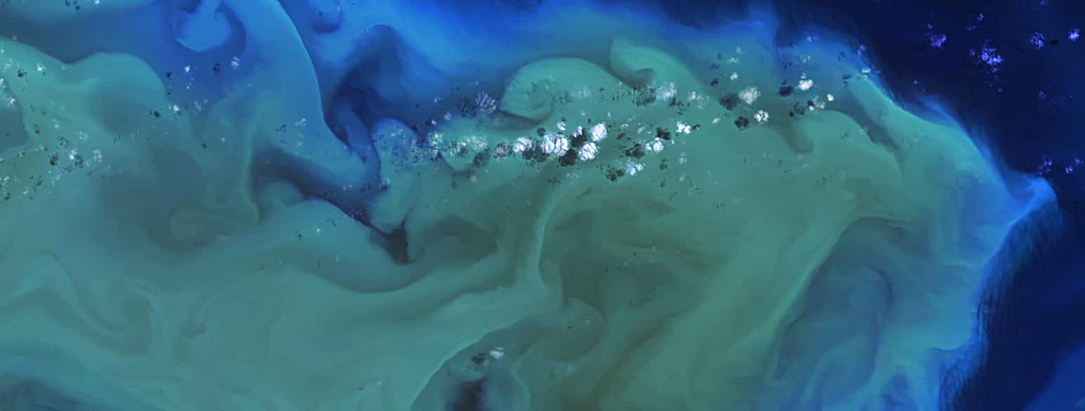 Våroppblomstring av planteplankton i Beringhavet