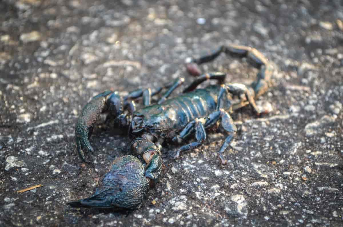 Skorpion, Sierra Leone