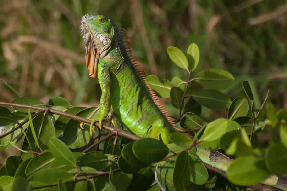 Grønn iguana