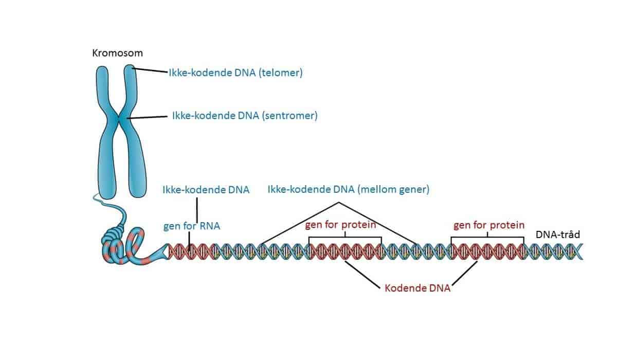 Illustration of intergenic DNA