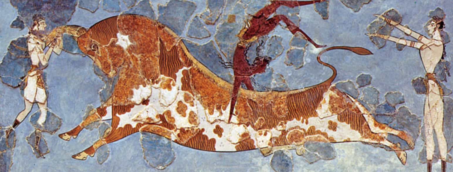 Restaurert freske fra Knossos som forestiller den minoiske tyrekult, en form for tyrefekting.