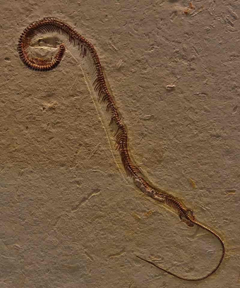Fossil slange