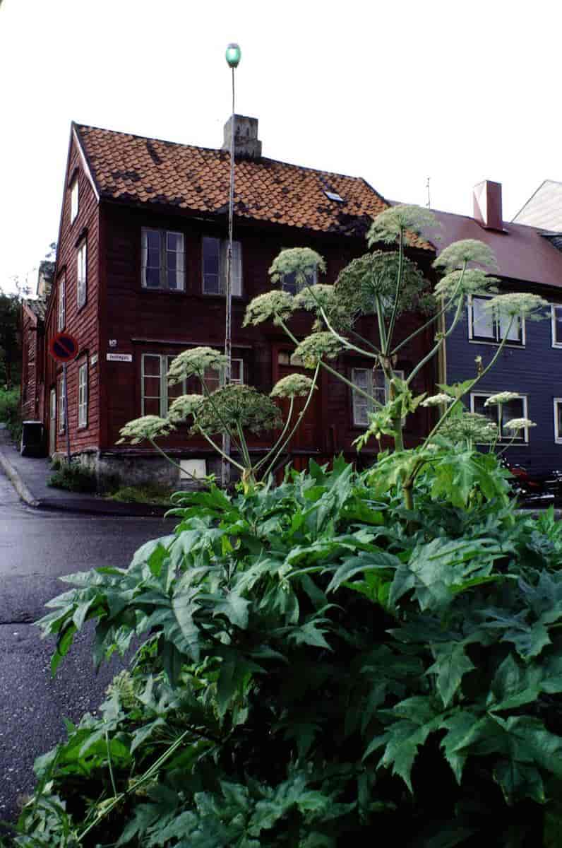 Tromsøpalme