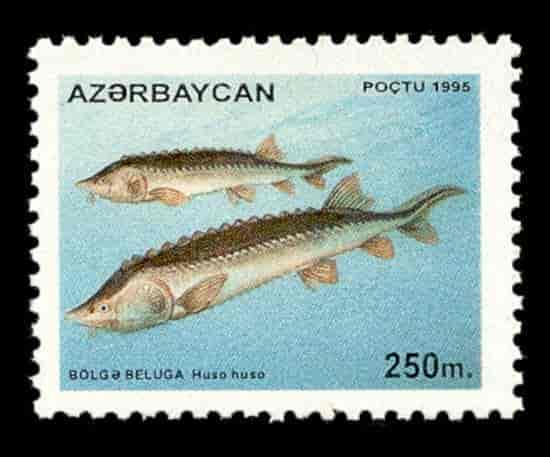 Beluga-frimerke