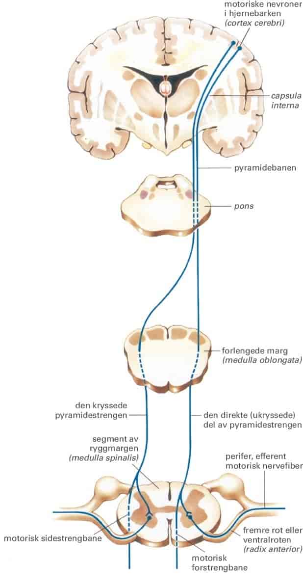 Motoriske nervesystem