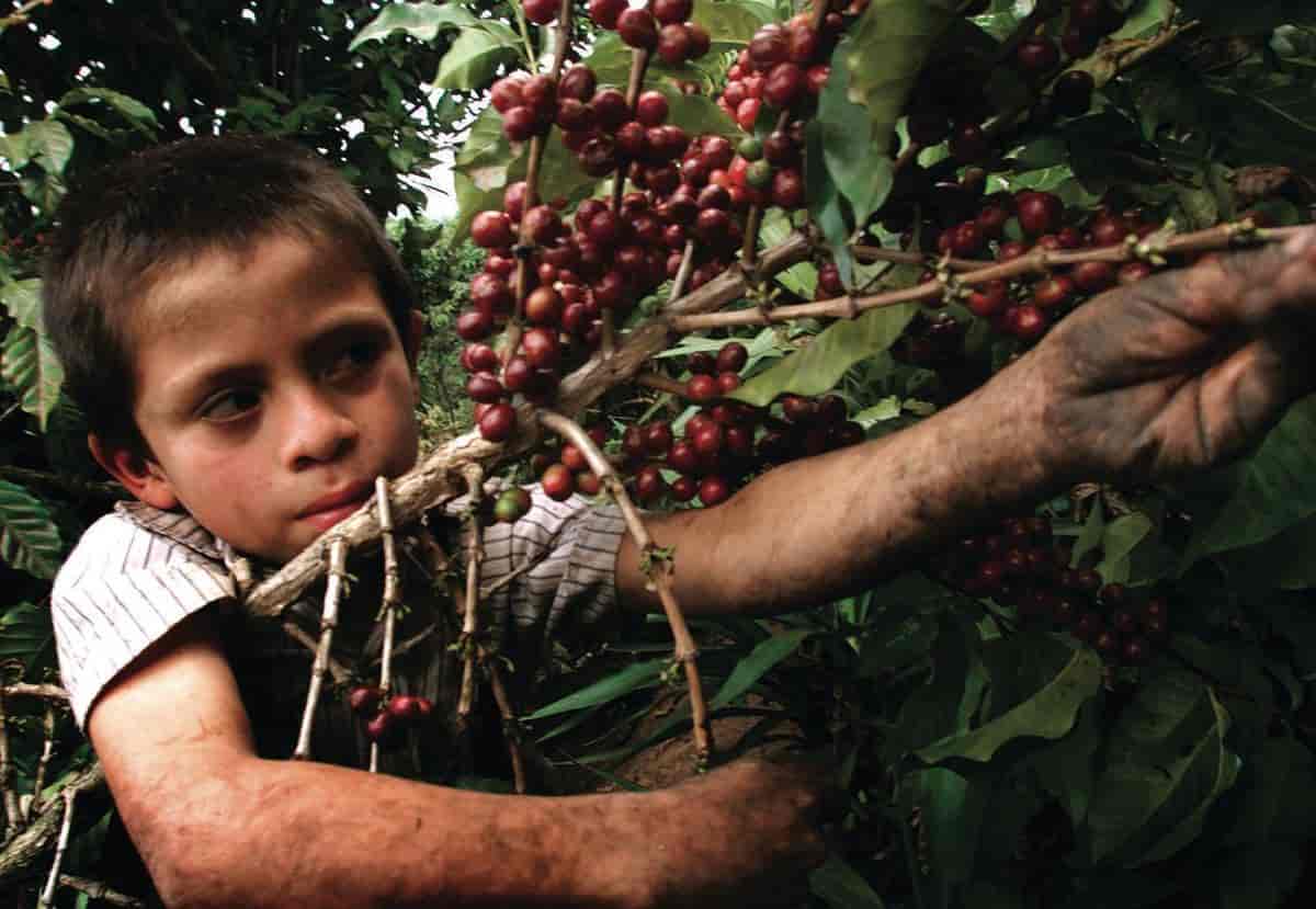 El Salvador (kaffehøsting)