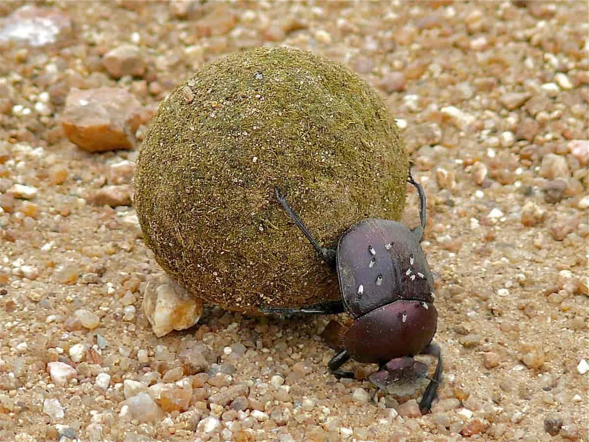 En bille med hodet ned ruller på en møkkule som er betydelig større enn seg selg. 