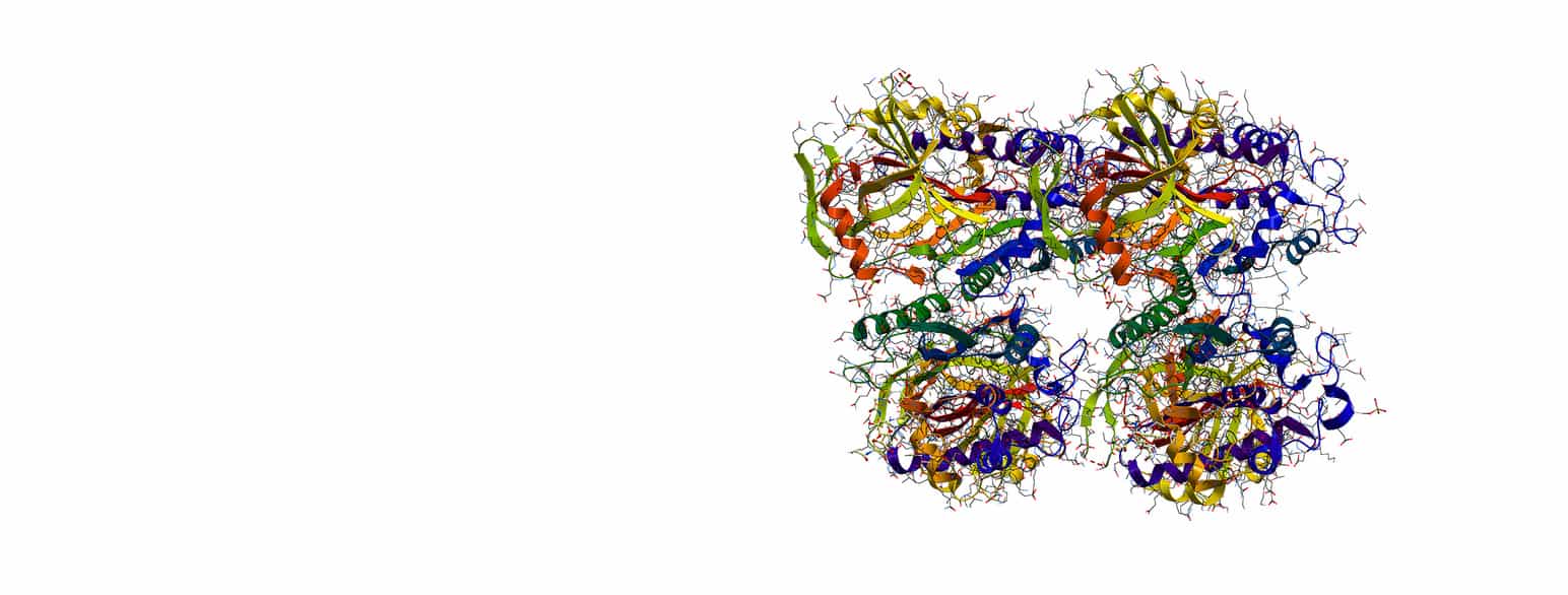 Kjeder av aminosyrer bygger opp alle proteiner, her eggalbumin.