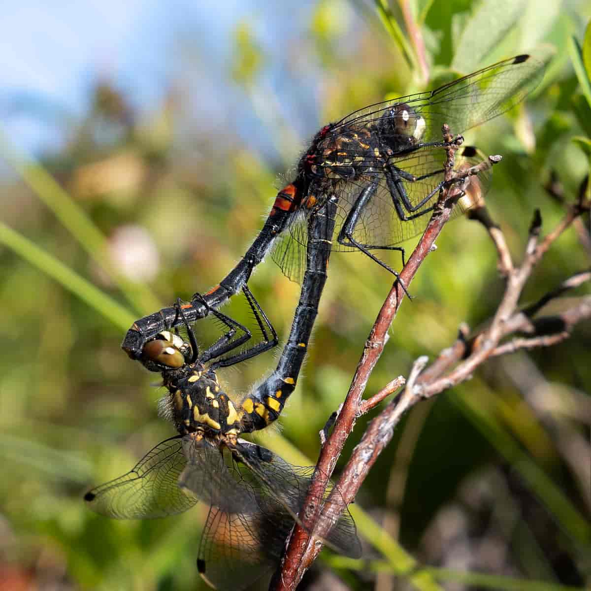 Øyenstikkere har en særegen paring idet hannen med bakkroppspissen griper hunnen i nakken.Odonata.