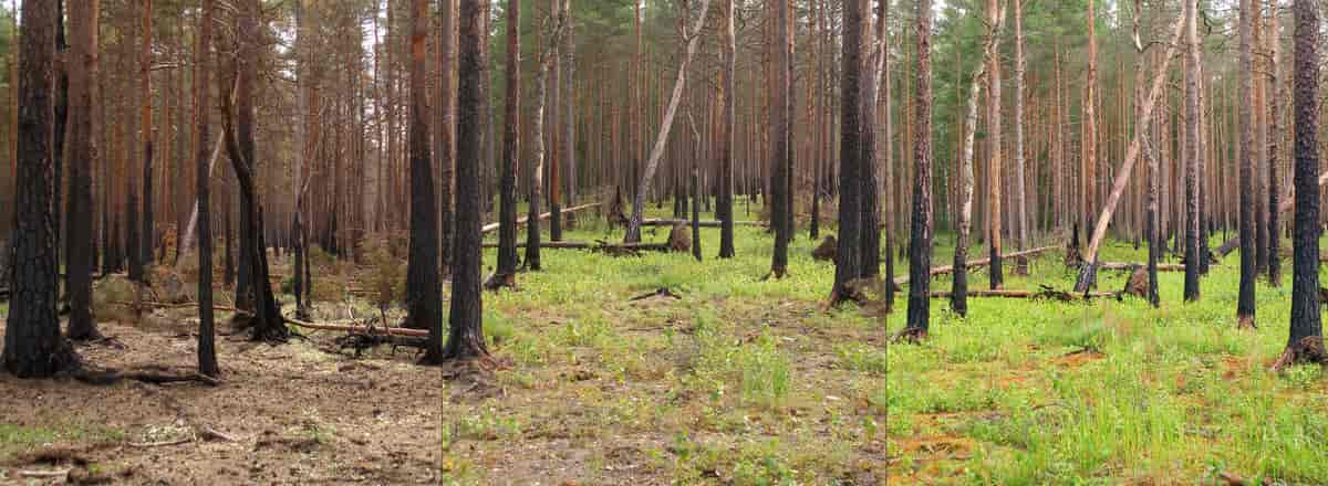 Suksesjon i tre år etter skogbrann