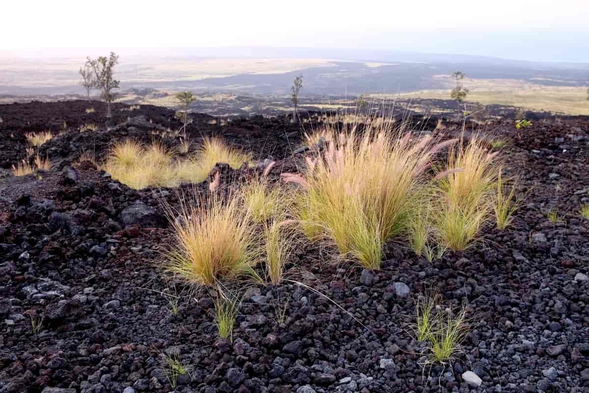 Primærsamfunn etter vulkanutbrudd på Hawaii