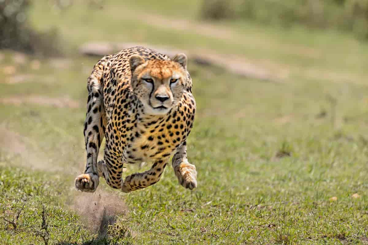 Gepard i sprint