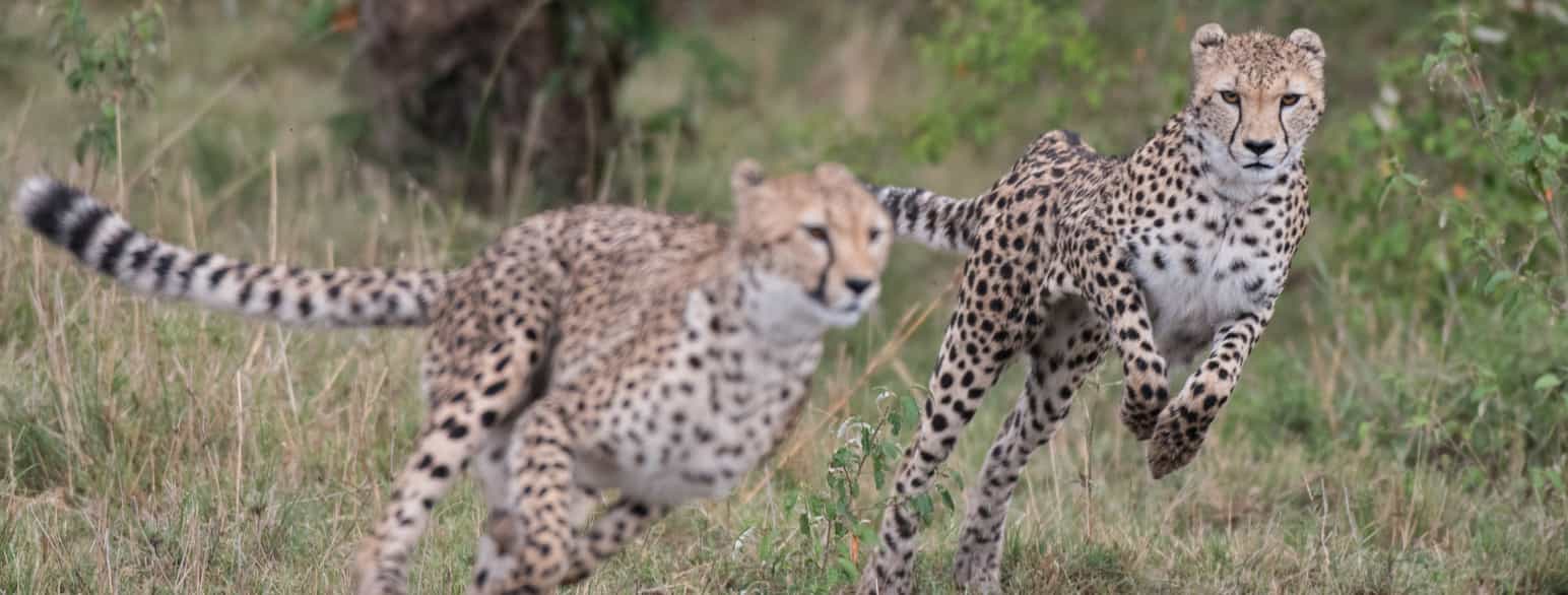 Geparder jakter i Masai Mara, Kenya