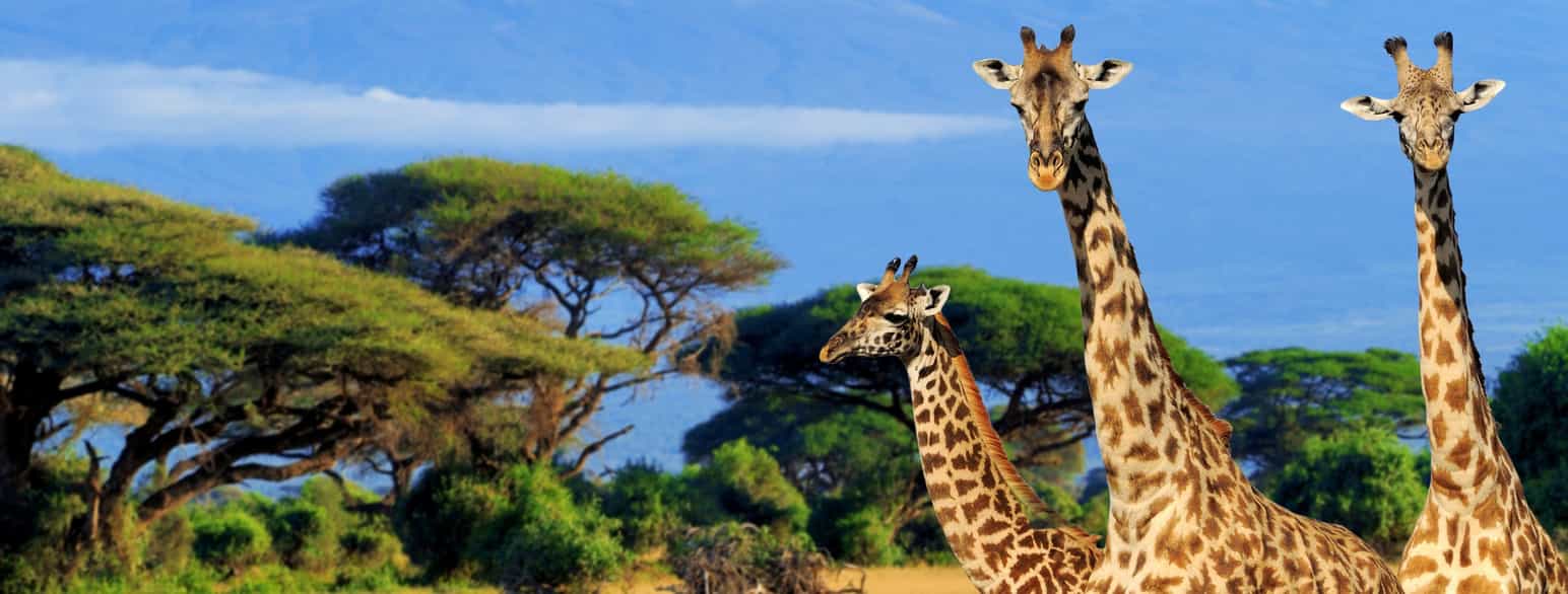 Giraffer foran Kilimanjaro